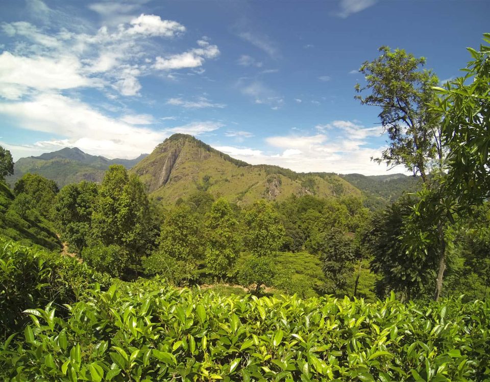 Sri lanka plantaz TravelNative