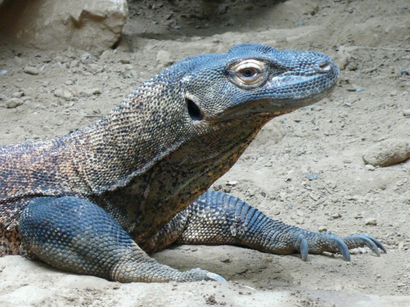 varan na ostrově komodo