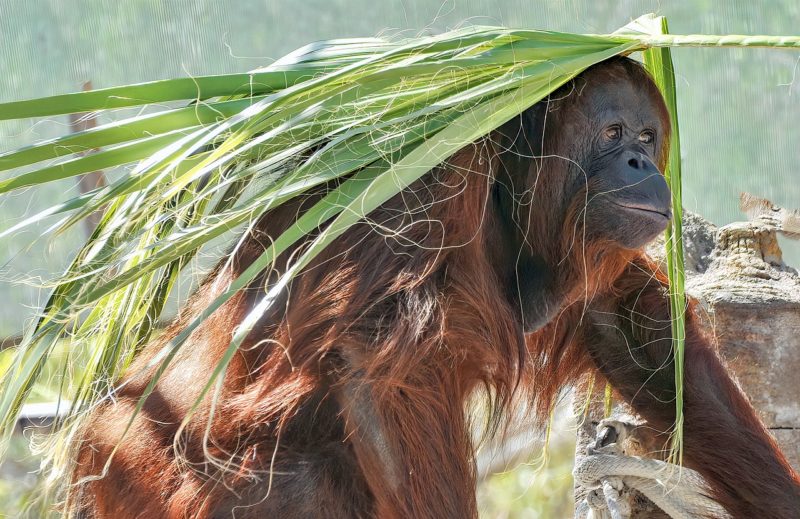 orangutan sumatra