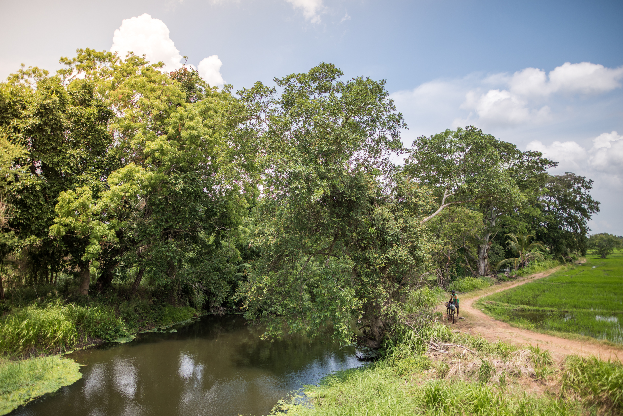 Rýžoviště, Srí Lanka, Anuradhapura